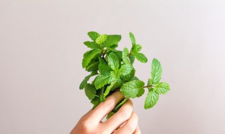 薄荷的功效与作用及食用方法 新鲜薄荷的功效与作用及食用方法