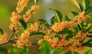 桂花树第一年能不能施肥（桂花树第一年开花吗）