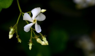 络石花品种多少 络石花品种多少钱一斤