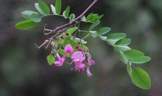 紫槐花能吃吗 紫槐花能吃吗 百度网盘