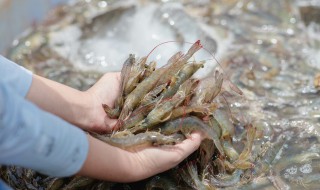 基围虾放冰箱冷藏变黑还能吃吗（基围虾放冰箱冷藏变黑还能吃吗视频）