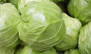蚝油手撕包菜的家常做法（蚝油手撕包菜的家常做法大全）