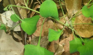 什么科的植物是有乳汁的 什么科的植物是有乳汁的植物