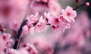 梅花的雅称绰号别名 梅花的雅称绰号别名单字