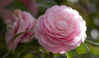 月季花瓣能吃吗（月季花瓣能吃吗,有什么功效?）