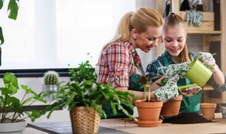 室内观叶植物的管理办法 室内观叶植物的管理办法是什么