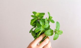 薄荷叶有哪些吃法 薄荷叶如何吃?