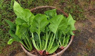 菠菜能直接炒吗（菠菜能直接炒吗怎么炒）