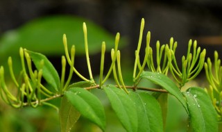 金银花是凉性还是热性（金银花是凉性还是热性茶）