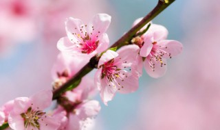 桃花和茉莉能一起泡吗（茉莉花茶和桃花能一起喝吗）