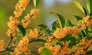 蜂蜜泡桂花功效与作用 蜂蜜桂花泡水喝的功效