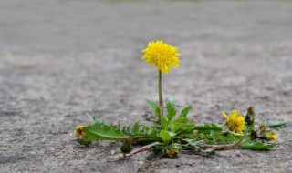 金银花蒲公英煮水比例（蒲公英金银花泡水比例）