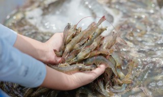 虾子清洗时怎么去腥味 虾子怎样去腥味