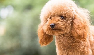 泰迪狗名字最火的 泰迪狗名字最火的公