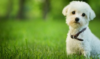 见过最内涵的狗狗名字（见过最内涵的狗狗名字叫什么）