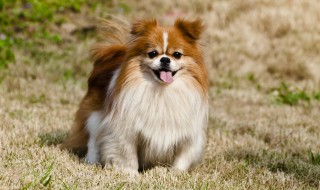 狗即逗比又霸气的名字（狗即逗比又霸气的名字大全）