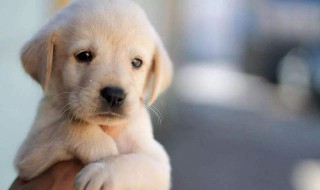 宠物名字可爱洋气（宠物名字可爱洋气英文）