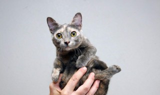 猫名字大全洋气的 猫名字大全洋气的母猫