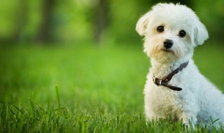 女狗狗名字（女狗狗名字大全 洋气点的）