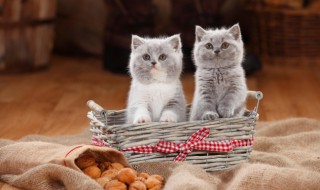 猫掉毛怎么解决 银渐层猫掉毛怎么解决