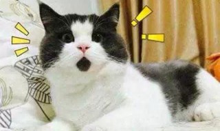 给猫起名字（给猫起名字它能懂吗）