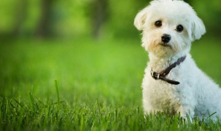 狗证怎么办理 狗证去哪个部门办理?