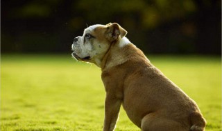 狗的名字大全（狗的名字大全可爱的又简单的）