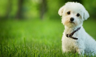 母狗名字洋气的 母狗名字洋气的有哪些