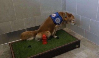 怎么训练狗狗在一个地方上厕所 如何训练狗狗在一个地方拉尿