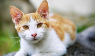 猫尾巴有什么用（饥荒猫尾巴有什么用）