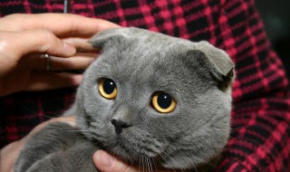 折耳猫多少钱一只（英短折耳猫多少钱一只）