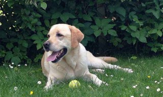 拉布拉多犬多少钱一只 黑色拉布拉多犬多少钱一只