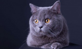 英短猫多少钱一只 英短猫多少钱一只幼崽