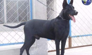 黑狼犬多少钱一只 墨界黑狼犬多少钱一只