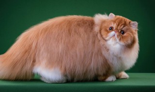 波斯猫多少钱一只 波斯猫多少钱一只幼崽