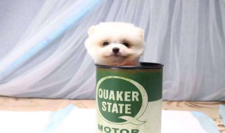 茶杯狗多少钱一只（茶杯狗多少钱一只小狗）