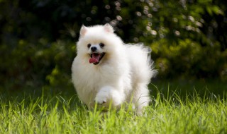 博美犬多少钱一只 博美犬多少钱一只小型小狗