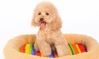 什么狗最好养 什么狗最好养又听话又干净