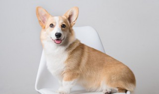 狗狗可以吃芒果吗 狗狗可以吃芒果吗比熊