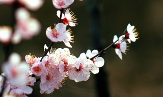 桃花是什么颜色 桃花流水鳜鱼肥桃花是什么颜色