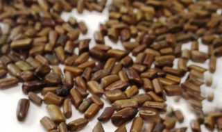 决明子茶的功效 菊花决明子茶的功效