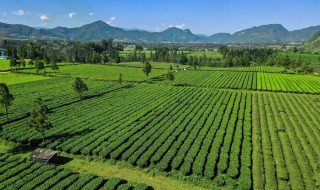 普洱茶的产地 普洱茶的产地在哪个省份