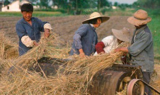 电视剧老农民剧情（电视剧老农民剧情分集介绍）