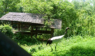 安吉百草园景点介绍（安吉百草园景点介绍百草园门票多少）