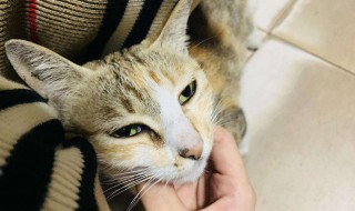 怎么教出一只粘人的猫（怎样养猫能让猫听话）