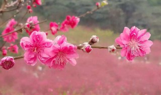 桃花有什么颜色（桃花有什么颜色有什么特点）