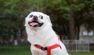 十大适合家养的中型狗 最干净最好养的中型犬