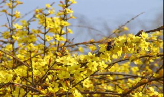 迎春花的资料（迎春花的资料三年级下册）