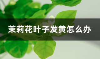 茉莉花叶子发黄（茉莉花叶子发黄皱皱巴巴怎么回事）