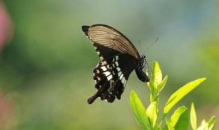 蝴蝶特点（蝴蝶外形特点）